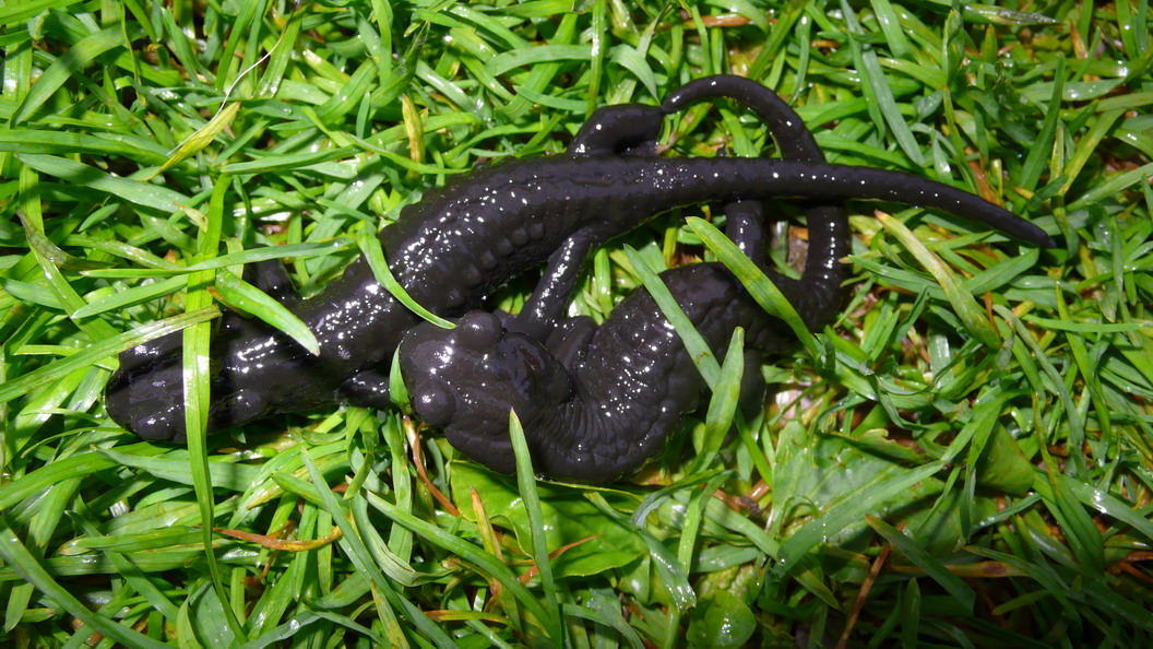 Salamandra atra
